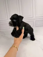 Binx BLUE EYES TINY , a male Miniature Schnauzer for sale in Gainesville, FL – 4 of 7