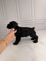 Binx BLUE EYES TINY , a male Miniature Schnauzer for sale in Gainesville, FL – 2 of 7