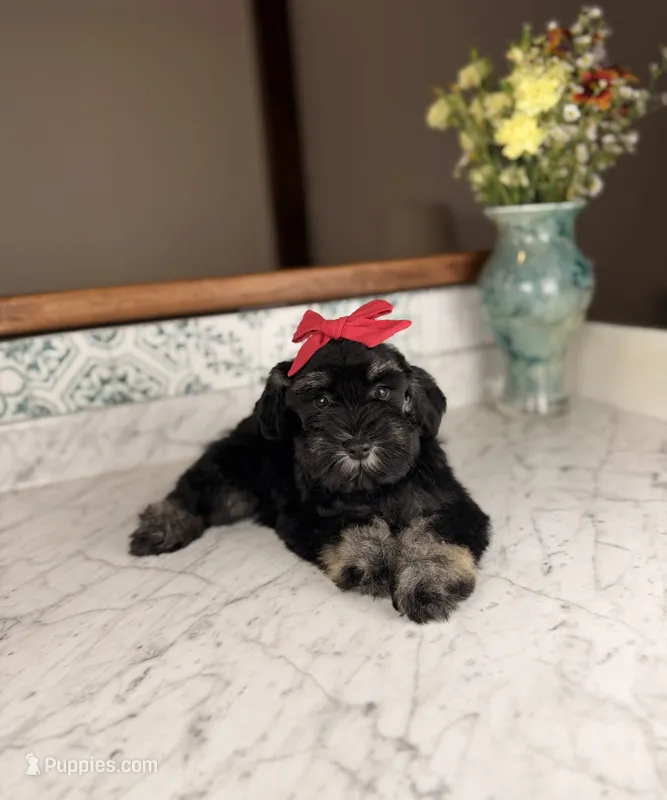 Chardonnay – Miniature Schnauzer puppy for sale in Gainesville, FL