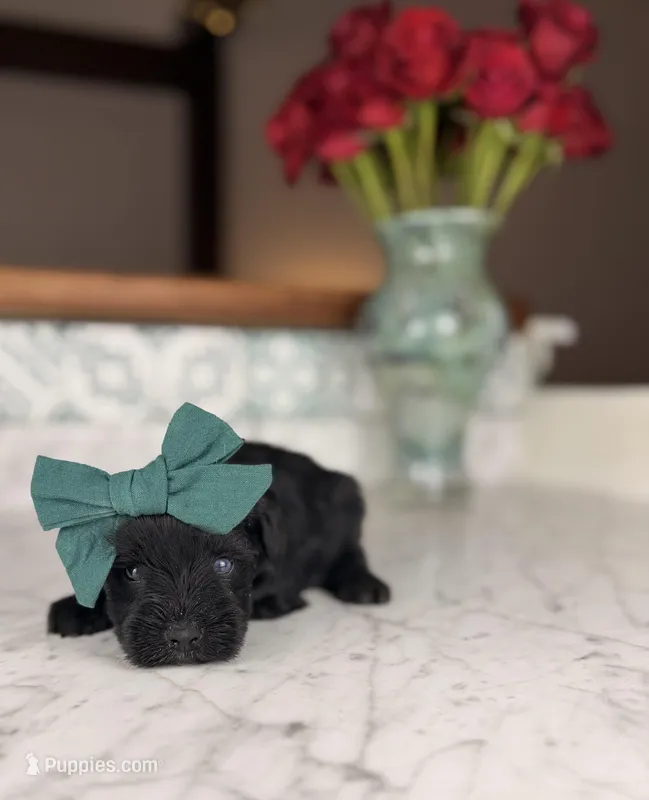 Capri BLUE EYE – Miniature Schnauzer puppy for sale in Gainesville, FL