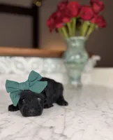 Capri BLUE EYE, a female Miniature Schnauzer for sale in Gainesville, FL – Photo 1 of 6