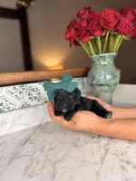 Capri BLUE EYE, a female Miniature Schnauzer for sale in Gainesville, FL – Photo 5 of 6