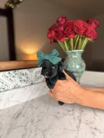 Capri BLUE EYE, a female Miniature Schnauzer for sale in Gainesville, FL – Photo 2 of 6