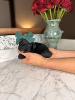 Capri BLUE EYE, a female Miniature Schnauzer for sale in Gainesville, FL – Photo 6 of 6