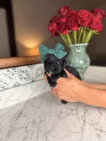 Capri BLUE EYE, a female Miniature Schnauzer for sale in Gainesville, FL – Photo 3 of 6