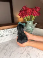 Capri BLUE EYE, a female Miniature Schnauzer for sale in Gainesville, FL – Photo 4 of 6