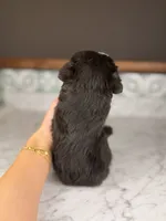 Rum (Blue Eyes), a male Miniature Schnauzer for sale in Gainesville, FL – 4 of 4