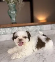 Strudel, a male Shih Tzu for sale in Gainesville, FL – Photo 3 of 6