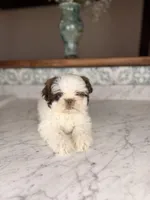 Strudel, a male Shih Tzu for sale in Gainesville, FL – Photo 4 of 6