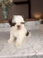 Strudel, a male Shih Tzu for sale in Gainesville, FL – Photo 5 of 6