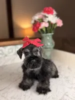 Isla, a female Miniature Schnauzer for sale in Gainesville, FL – 3 of 4