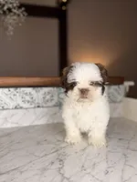 Strudel, a male Shih Tzu for sale in Gainesville, FL – Photo 5 of 8