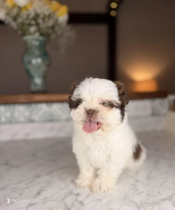 Strudel – Shih Tzu puppy for sale in Gainesville, FL