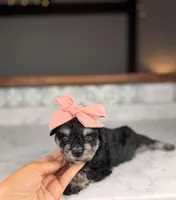 Merlot BLUE EYES, a female Miniature Schnauzer for sale in Gainesville, FL – Photo 2 of 3