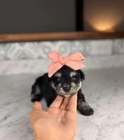 Merlot BLUE EYES, a female Miniature Schnauzer for sale in Gainesville, FL – Photo 1 of 3