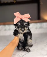 Merlot BLUE EYES, a female Miniature Schnauzer for sale in Gainesville, FL – Photo 3 of 3