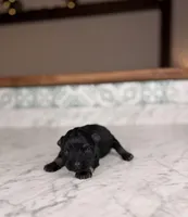 Chardonnay , a female Miniature Schnauzer for sale in Gainesville, FL – Photo 1 of 4