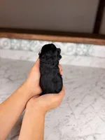 Chardonnay , a female Miniature Schnauzer for sale in Gainesville, FL – Photo 4 of 4