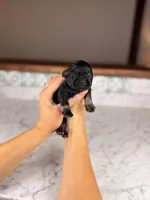 Chardonnay , a female Miniature Schnauzer for sale in Gainesville, FL – Photo 2 of 4