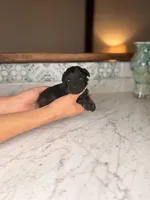 Bimini BLUE EYES, a female Miniature Schnauzer for sale in Gainesville, FL – Photo 3 of 5