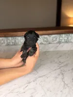 Bimini BLUE EYES, a female Miniature Schnauzer for sale in Gainesville, FL – Photo 5 of 5
