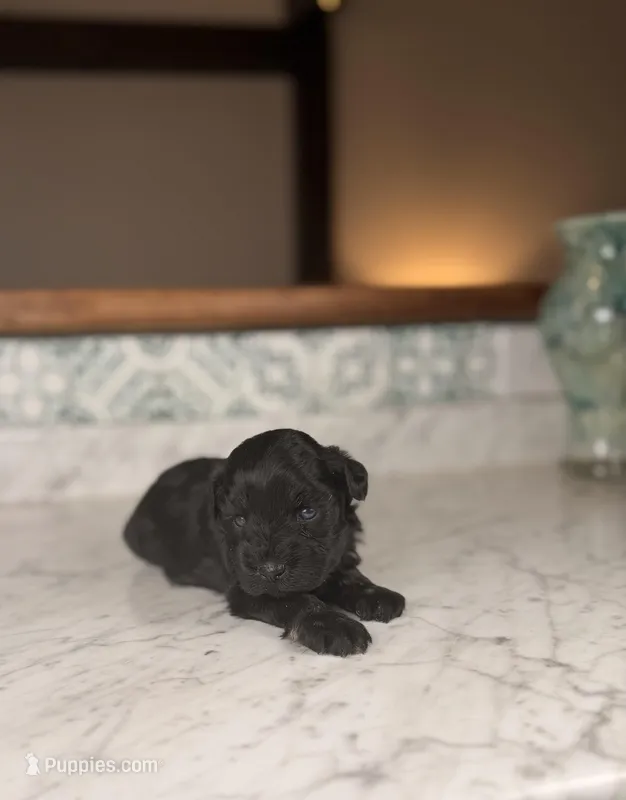 Bimini BLUE EYES – Miniature Schnauzer puppy for sale in Gainesville, FL