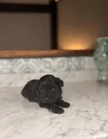 Bimini BLUE EYES, a female Miniature Schnauzer for sale in Gainesville, FL – Photo 1 of 5