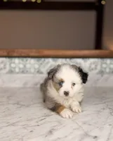 Romeo, a male Toy Australian Shepherd for sale in Gainesville, FL – Photo 8 of 10