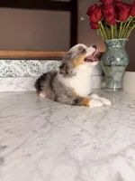 Romeo, a male Toy Australian Shepherd for sale in Gainesville, FL – Photo 3 of 10