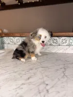 Romeo, a male Toy Australian Shepherd for sale in Gainesville, FL – Photo 7 of 10