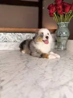 Romeo, a male Toy Australian Shepherd for sale in Gainesville, FL – Photo 5 of 10