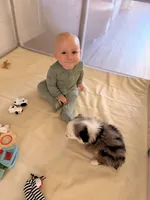 Romeo, a male Toy Australian Shepherd for sale in Gainesville, FL – Photo 4 of 10