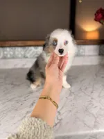 Romeo, a male Toy Australian Shepherd for sale in Gainesville, FL – Photo 10 of 10