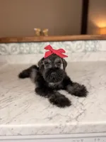 Isla, a female Miniature Schnauzer for sale in Gainesville, FL – 4 of 4
