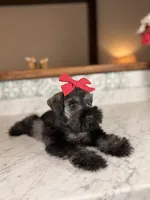 Isla, a female Miniature Schnauzer for sale in Gainesville, FL – 5 of 5