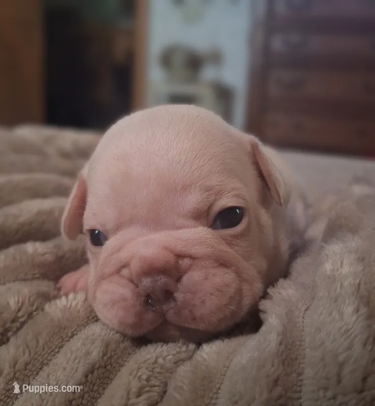 Olaf – French Bulldog puppy for sale in Mountain Grove, MO