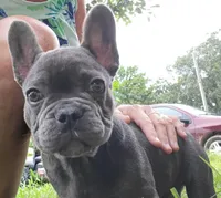 Rita, a female French Bulldog for sale in Mountain Grove, MO – 2 of 4