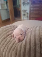 Olaf, a male French Bulldog for sale in Mountain Grove, MO – 6 of 10
