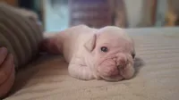 Olaf, a male French Bulldog for sale in Mountain Grove, MO – 3 of 10