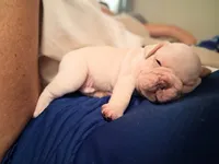 Olaf, a male French Bulldog for sale in Mountain Grove, MO – 3 of 4
