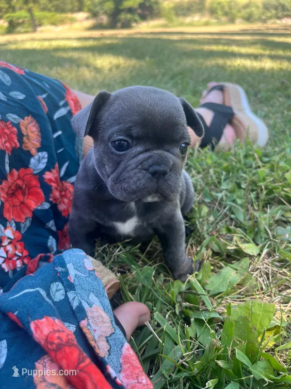 Elsa – French Bulldog puppy for sale in Mountain Grove, MO