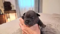 Elsa, a female French Bulldog for sale in Mountain Grove, MO – 4 of 10