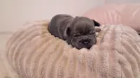 Elsa, a female French Bulldog for sale in Mountain Grove, MO – 6 of 10