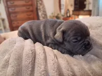 Elsa, a female French Bulldog for sale in Mountain Grove, MO – 9 of 10