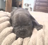 Elsa, a female French Bulldog for sale in Mountain Grove, MO – 8 of 10