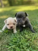 Elsa, a female French Bulldog for sale in Mountain Grove, MO – 2 of 5
