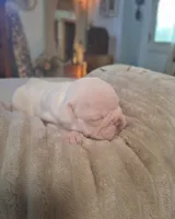 Olaf, a male French Bulldog for sale in Mountain Grove, MO – 4 of 10