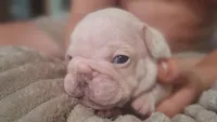 Olaf, a male French Bulldog for sale in Mountain Grove, MO – 7 of 10