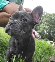 Rita, a female French Bulldog for sale in Mountain Grove, MO – 3 of 4