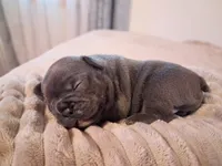 Elsa, a female French Bulldog for sale in Mountain Grove, MO – 3 of 10